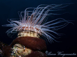 "Anemone and Shrimp" - Tulamben bay, Bali (Canon G9, Inon... by Marco Waagmeester 